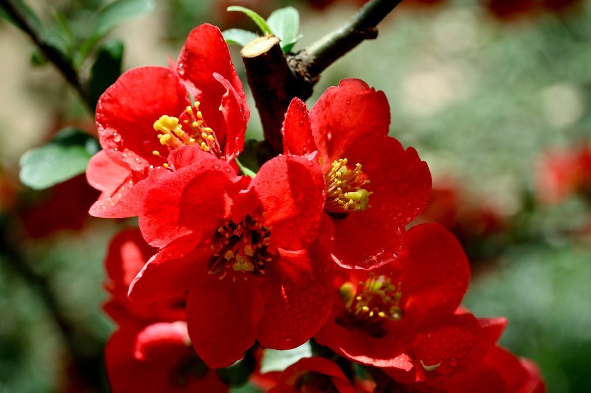 微距特写——贴梗海棠