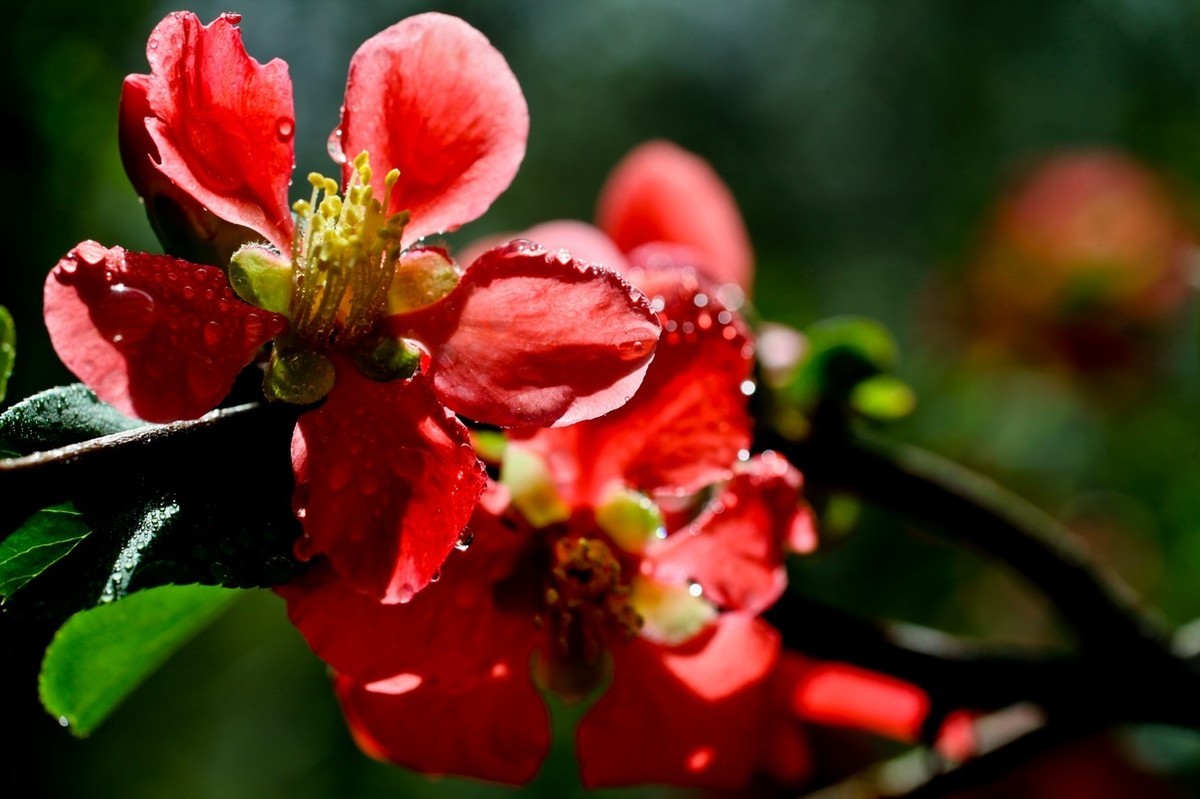 微距特写——贴梗海棠