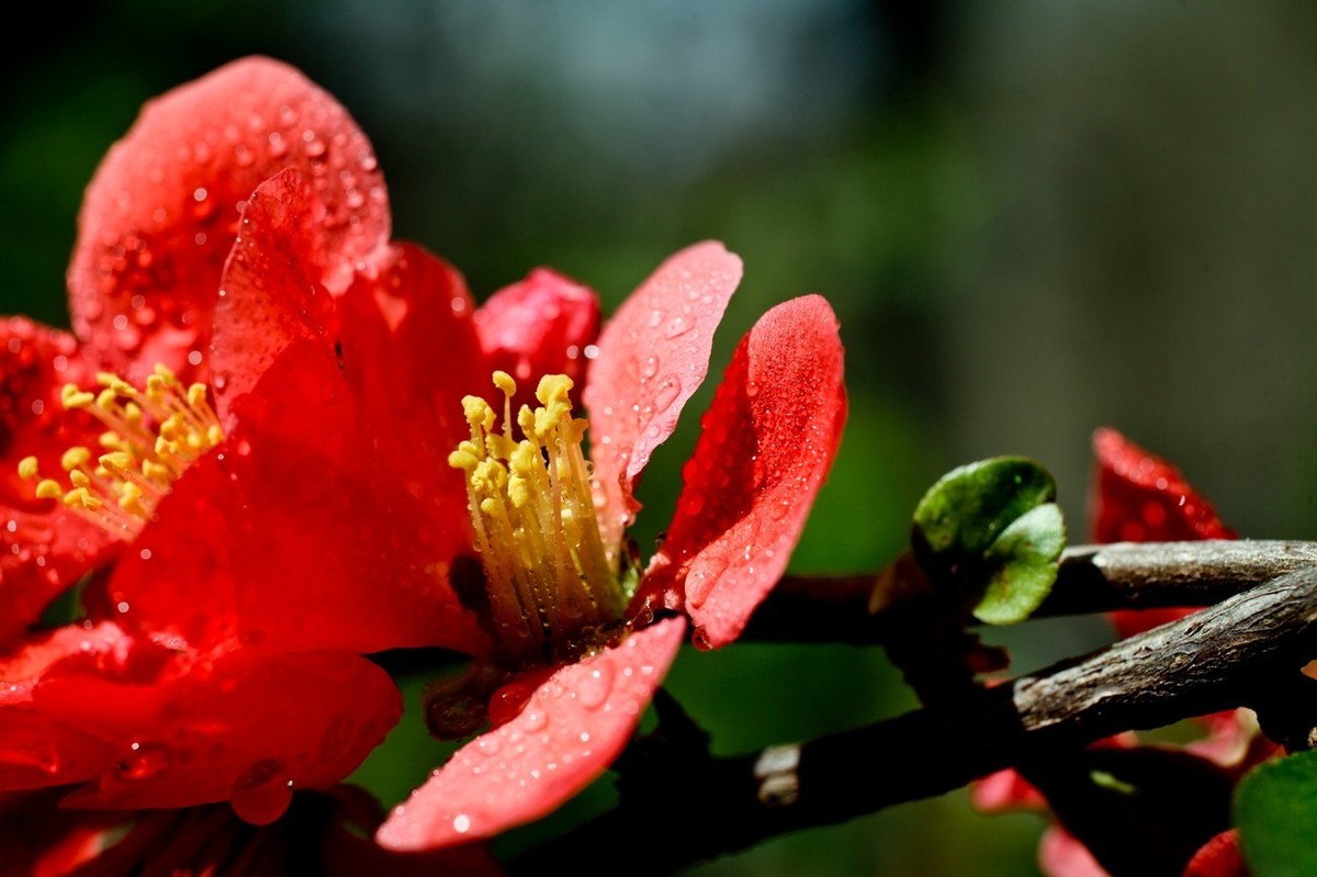 微距特写——贴梗海棠