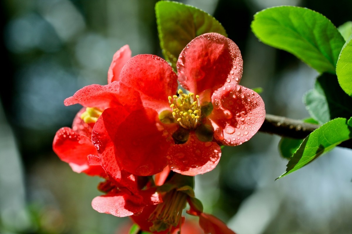 微距特写——贴梗海棠