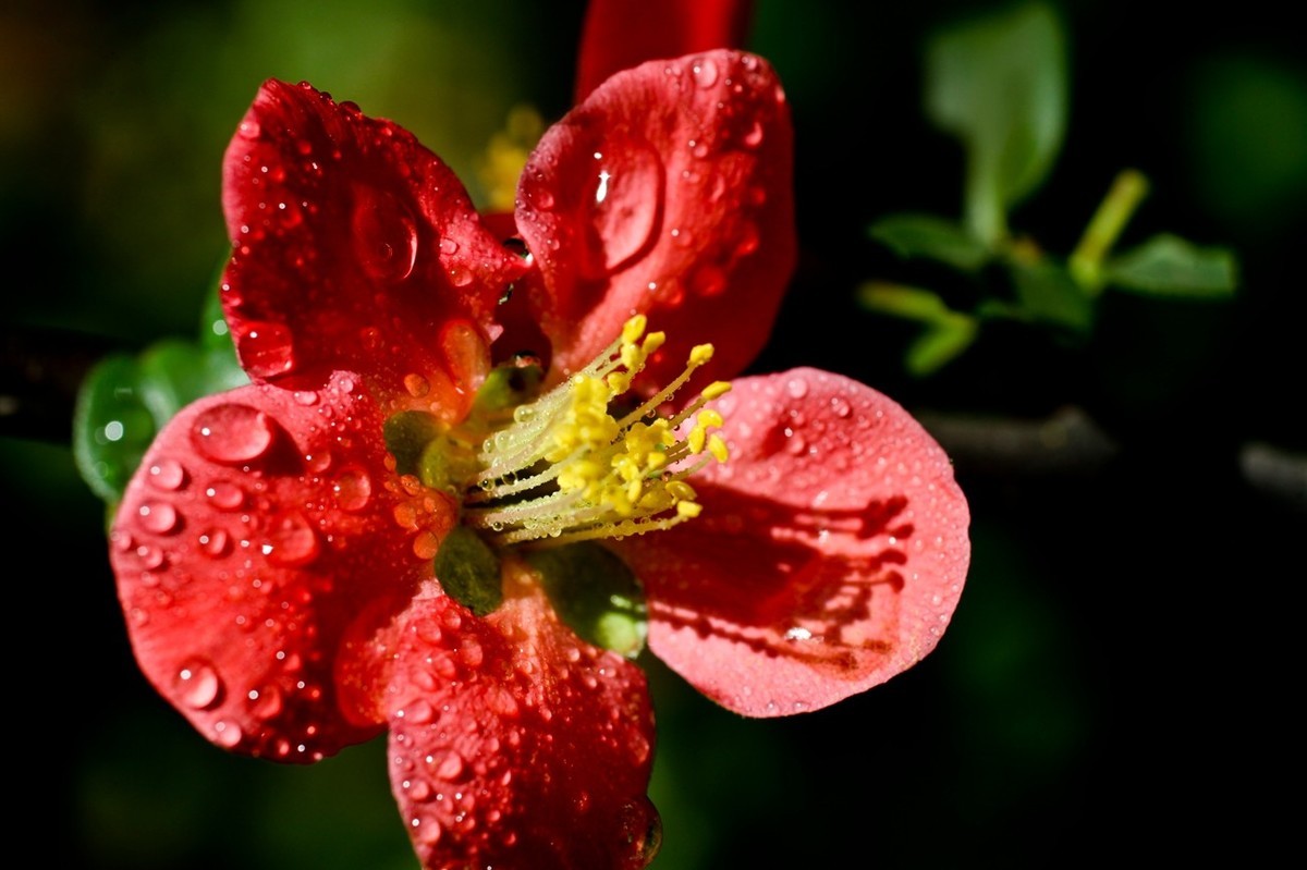 微距特写——贴梗海棠