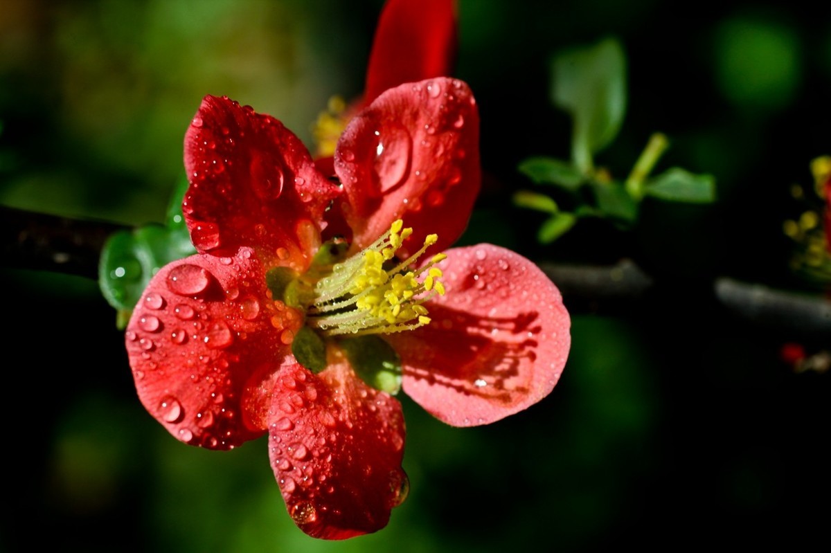微距特写——贴梗海棠