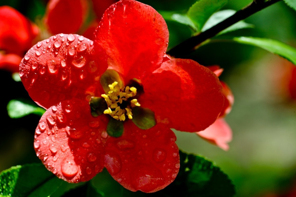 微距特写——贴梗海棠