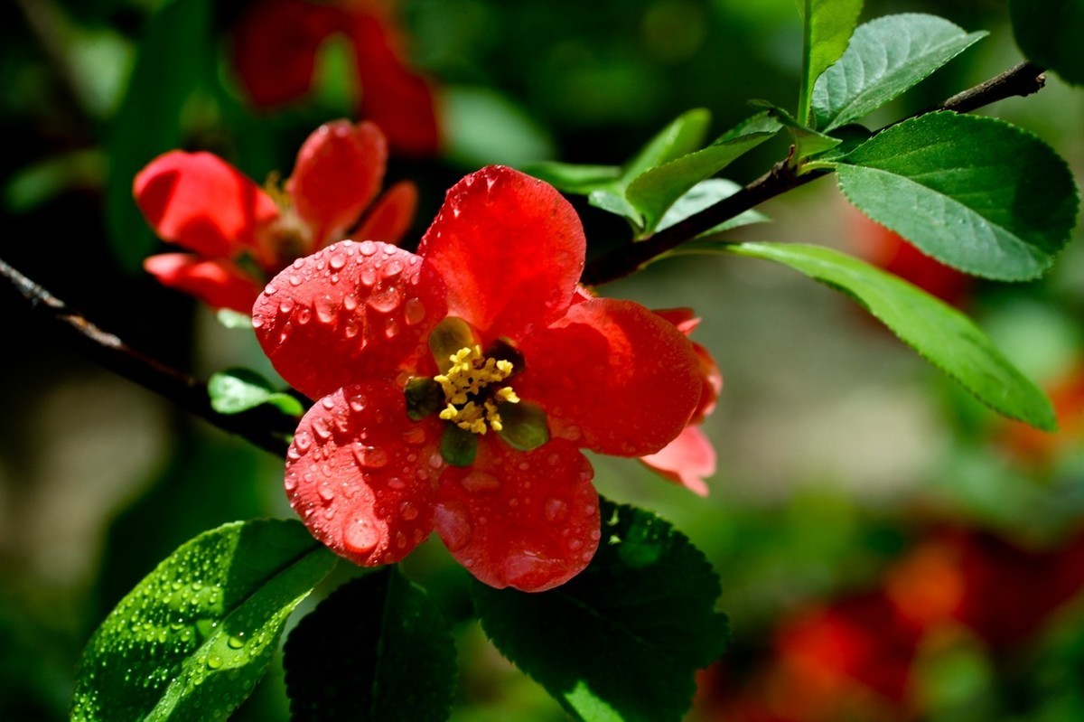 微距特写——贴梗海棠