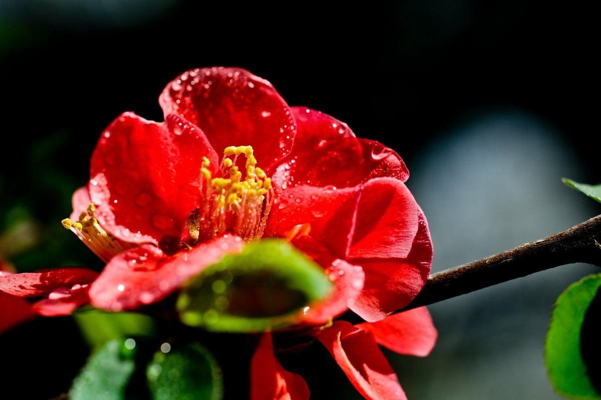 微距特写——贴梗海棠