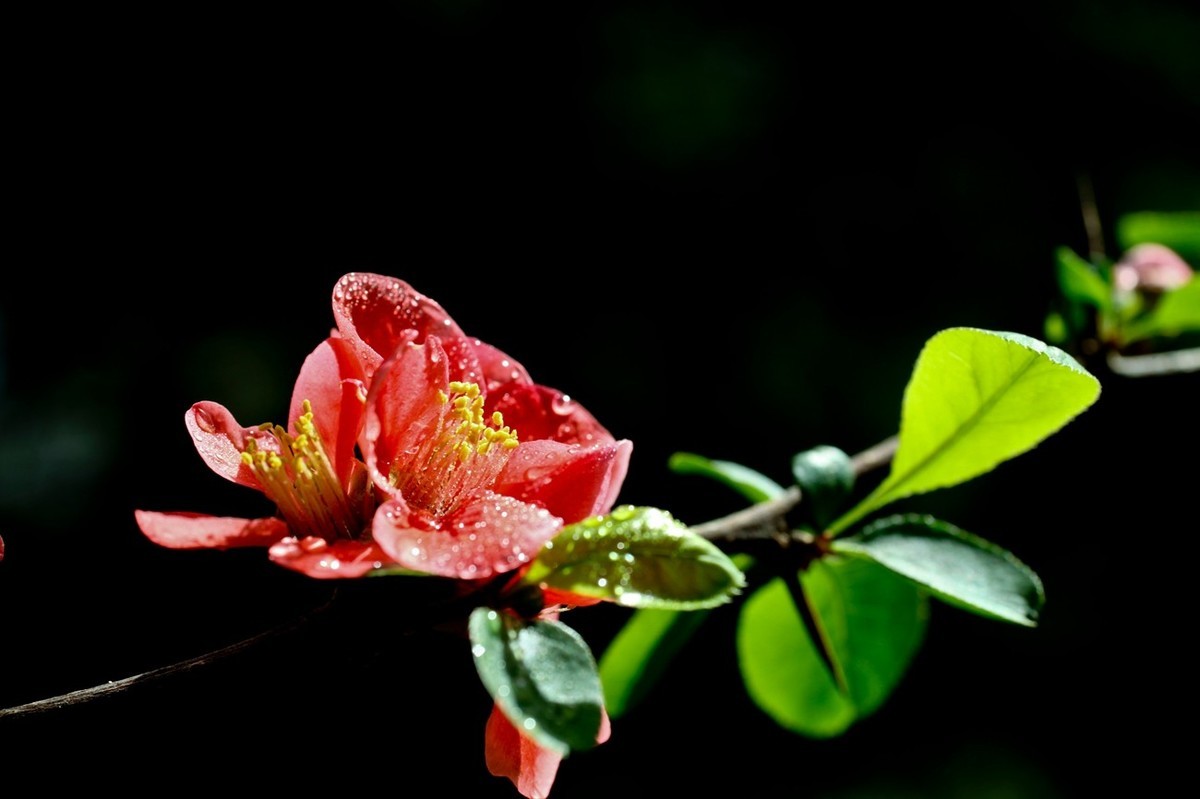微距特写——贴梗海棠