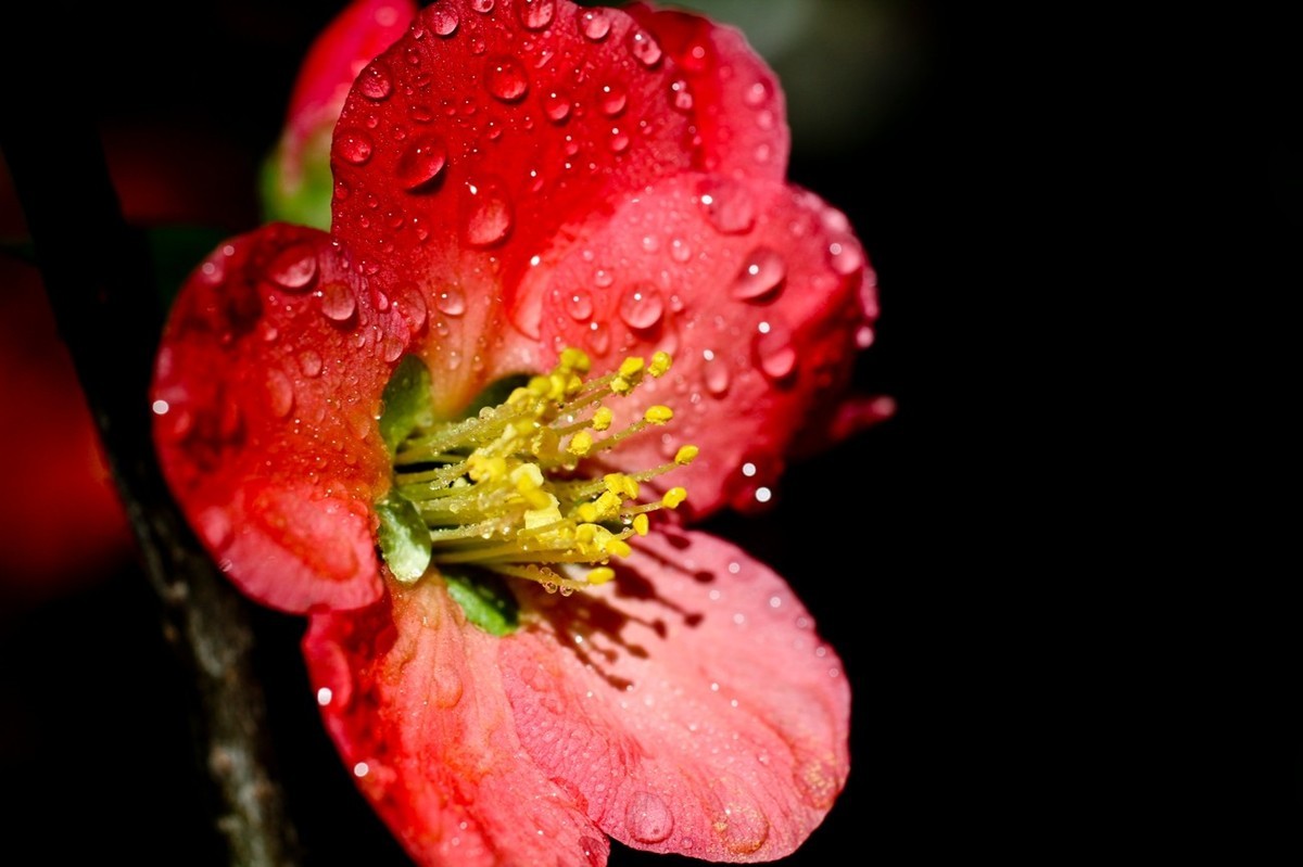 微距特写——贴梗海棠