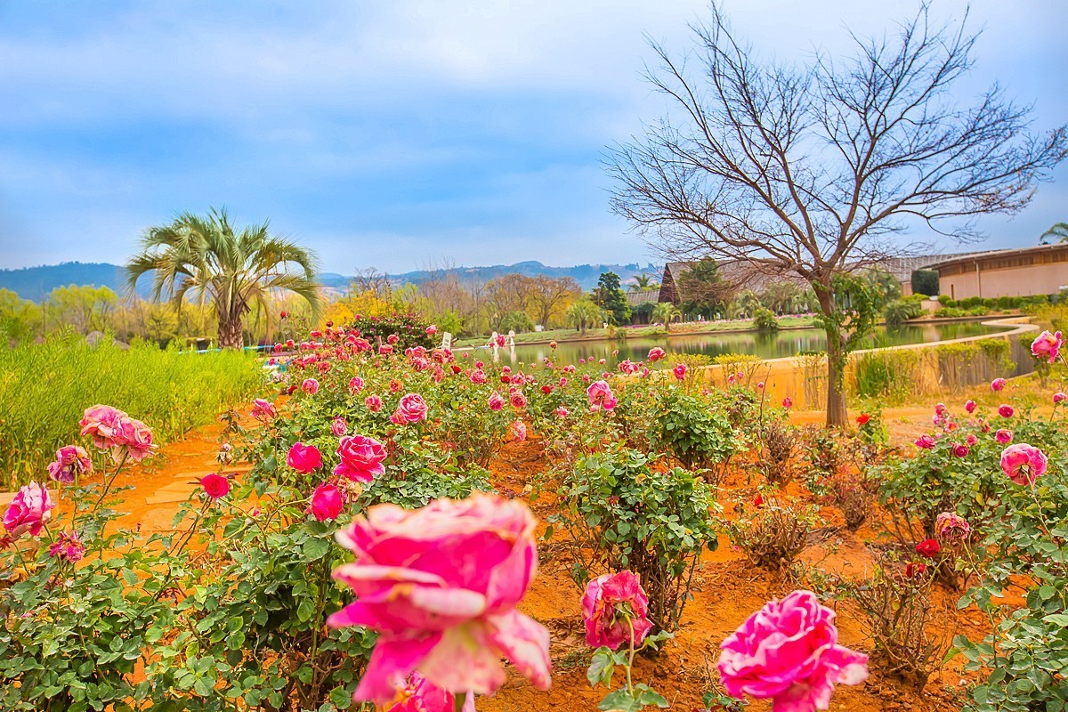 2025-05-27云南玉溪抚仙湖月亮湾湿地公园（二）