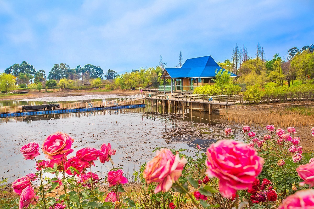 2025-05-27云南玉溪抚仙湖月亮湾湿地公园（二）