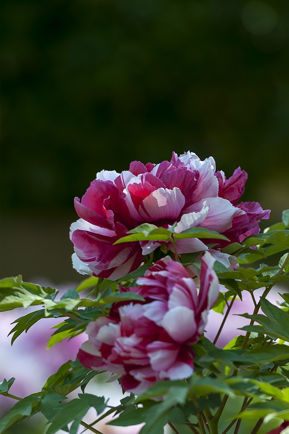 花开富贵-泉城公园15