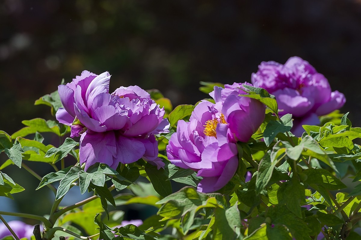花开富贵-泉城公园15