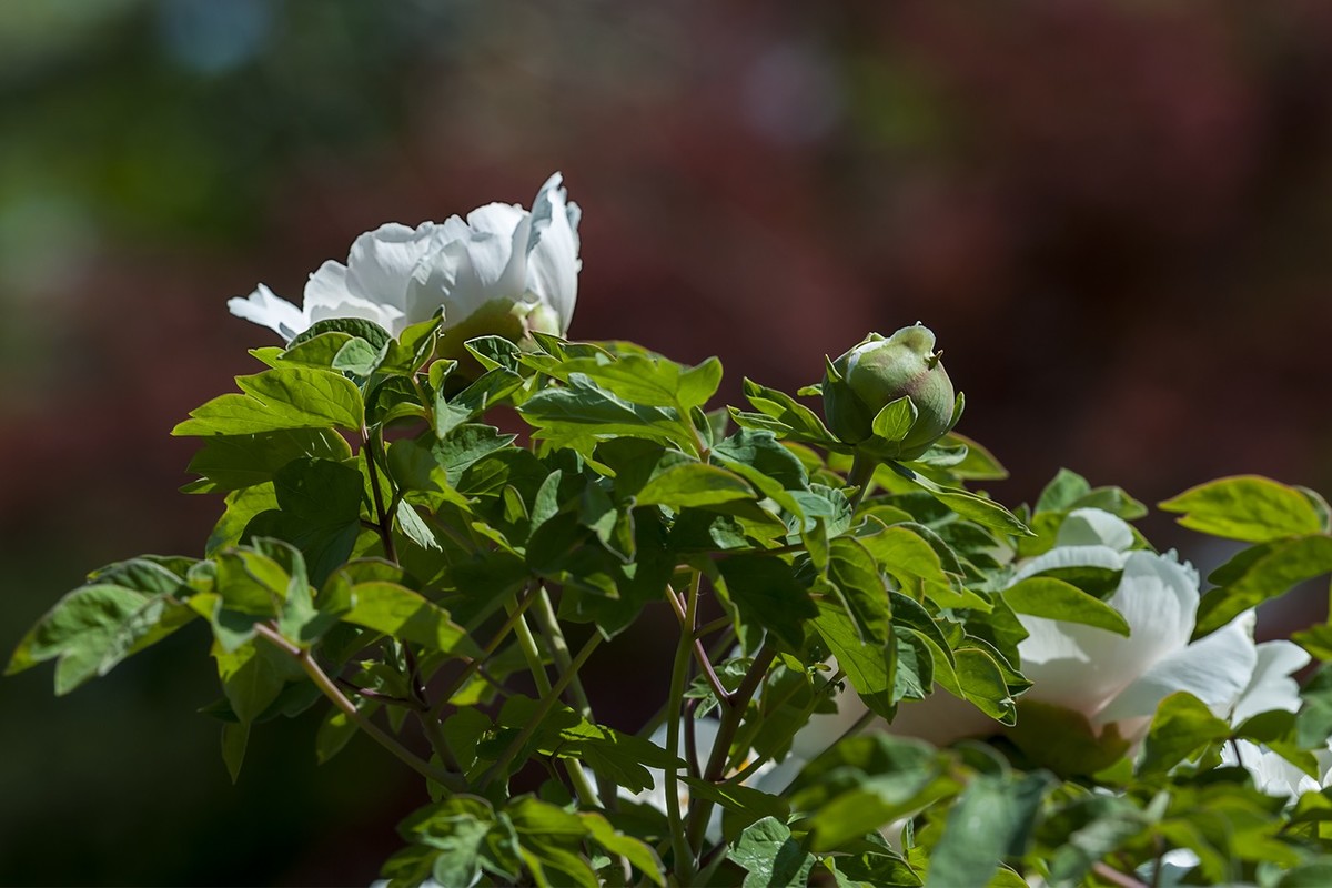 花开富贵-泉城公园15