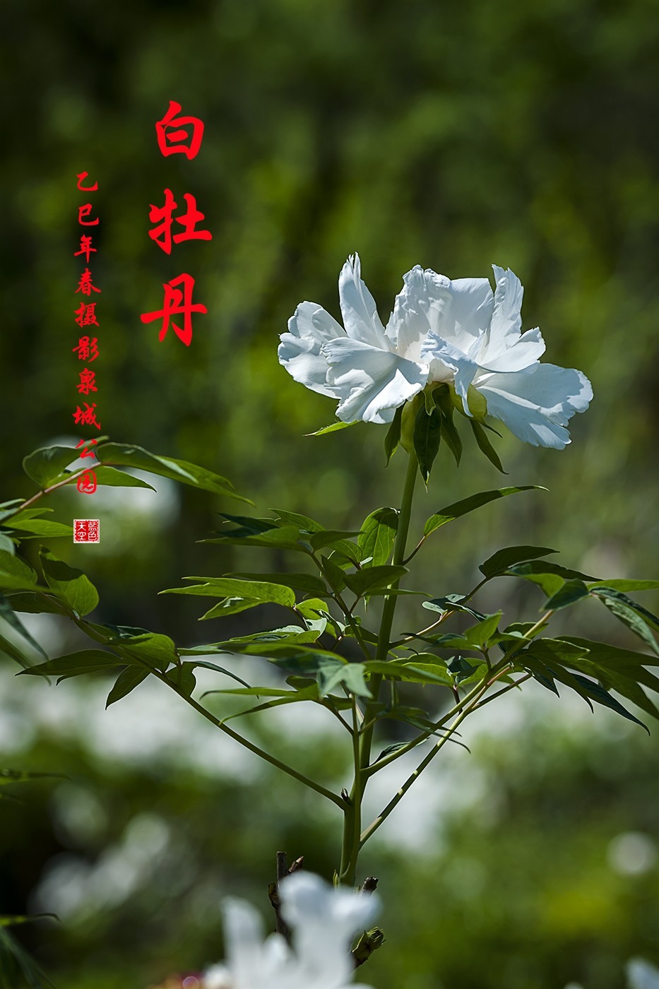 花开富贵-泉城公园15