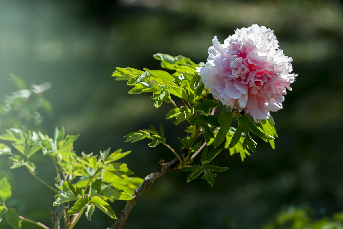 花开富贵-泉城公园15
