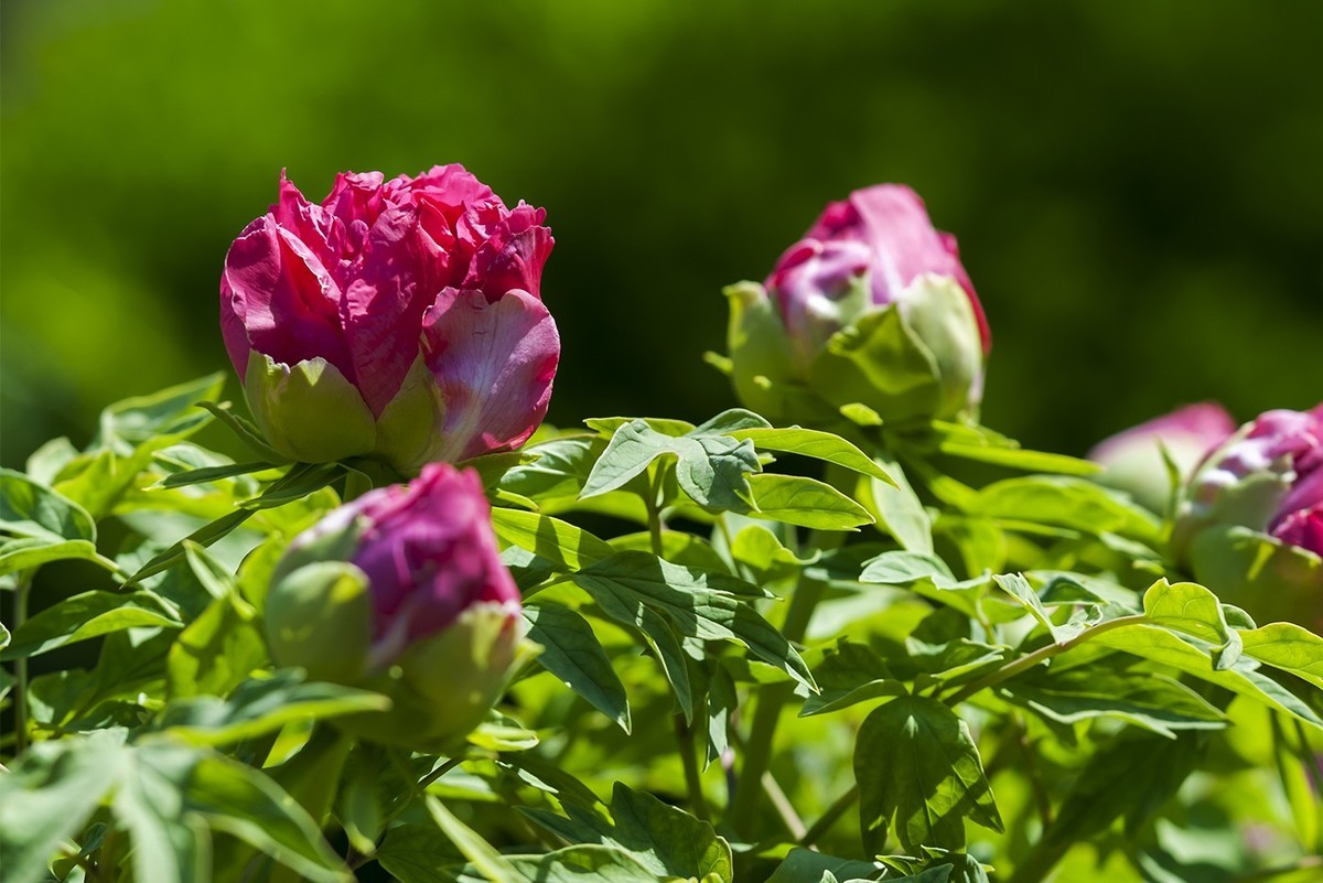 花开富贵-泉城公园15