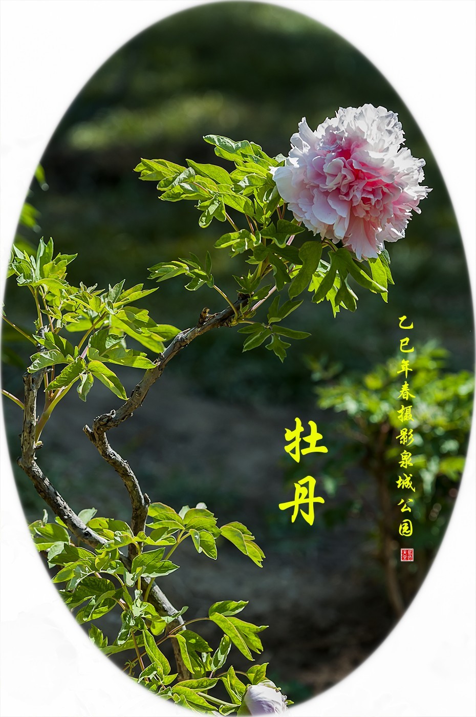 花开富贵-泉城公园15