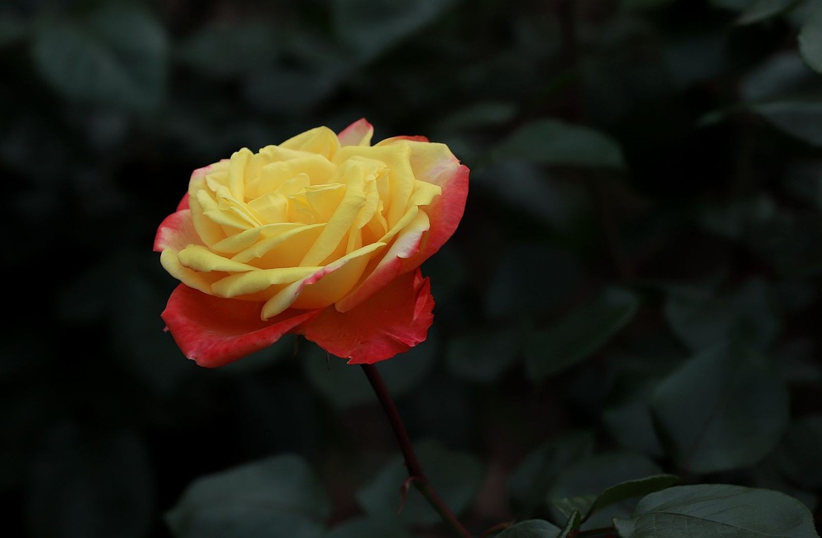 月季花