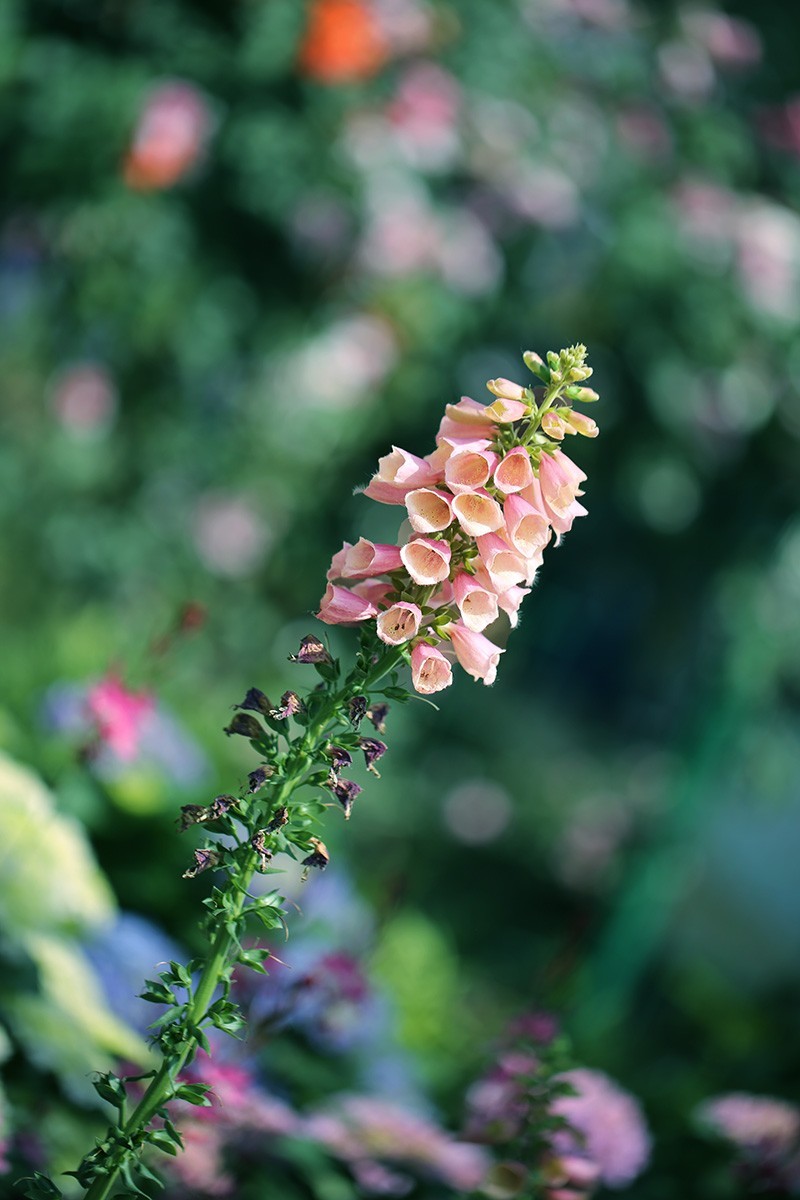 沙湖公园花卉展
