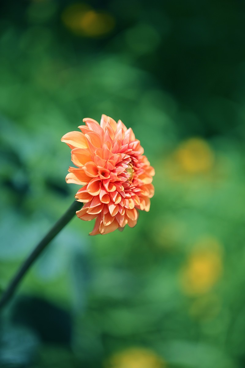 沙湖公园花卉展