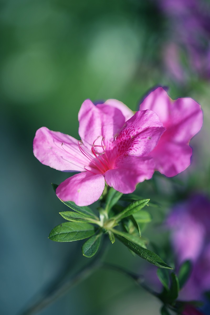 沙湖公园花卉展