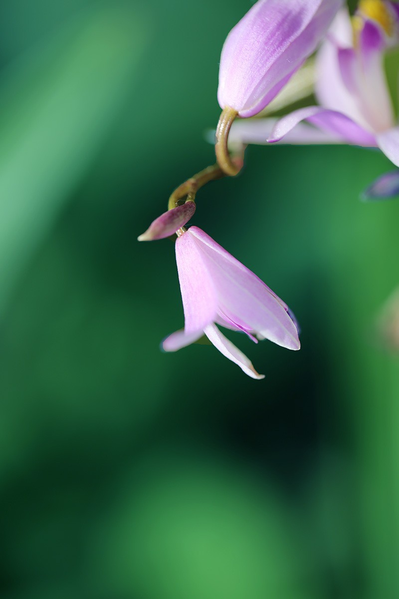 沙湖公园花卉展