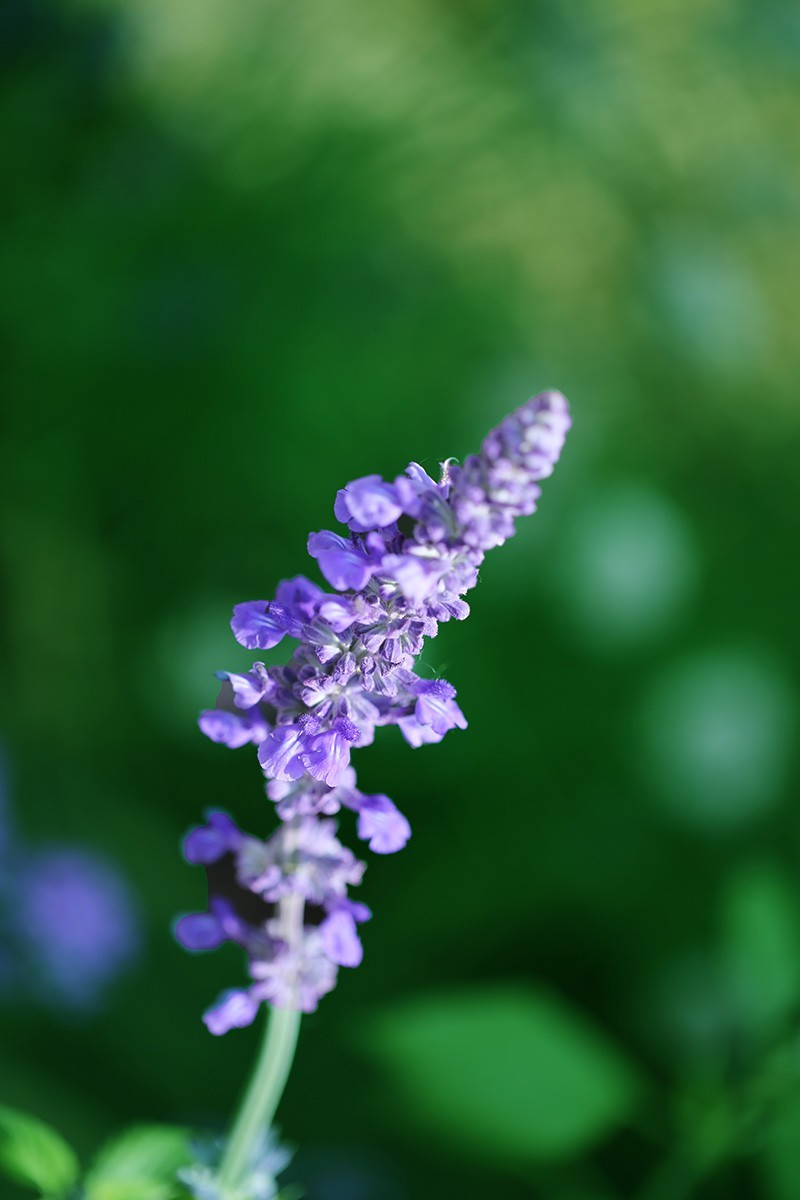 沙湖公园花卉展