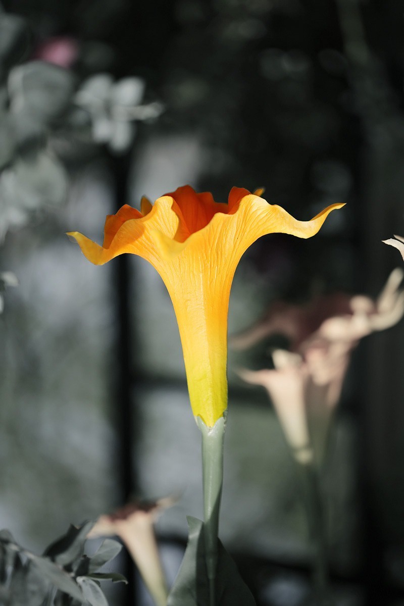 沙湖公园花卉展