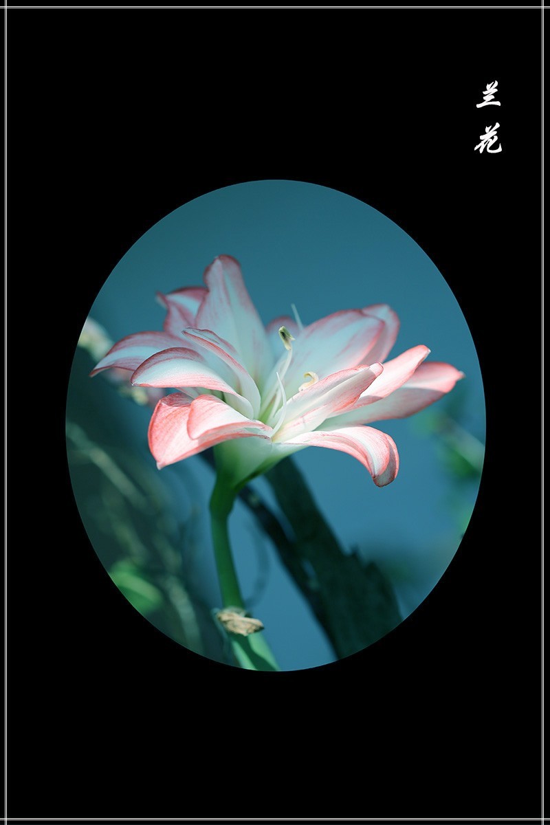 沙湖公园花卉展