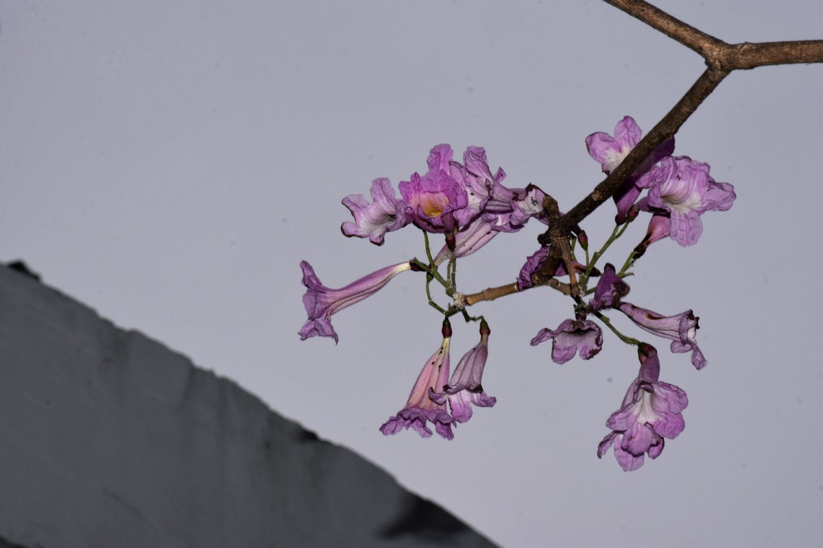 2025春节 广东行（148）阅江路碧道