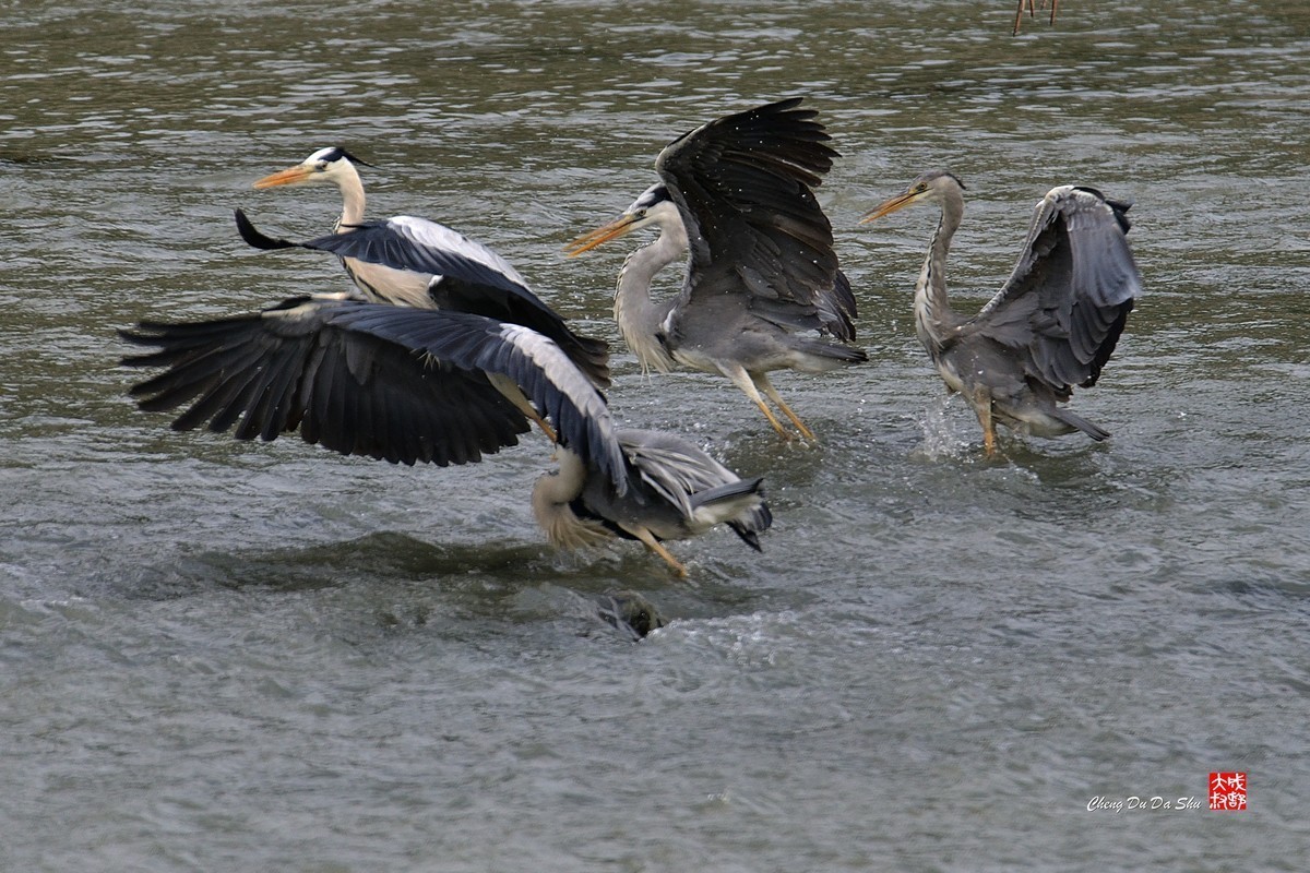 #版主坐堂# 2022年1～3月《佳能EF 24-105mm f/4L  IS USM镜头》星空(中国)部分优秀作品选编