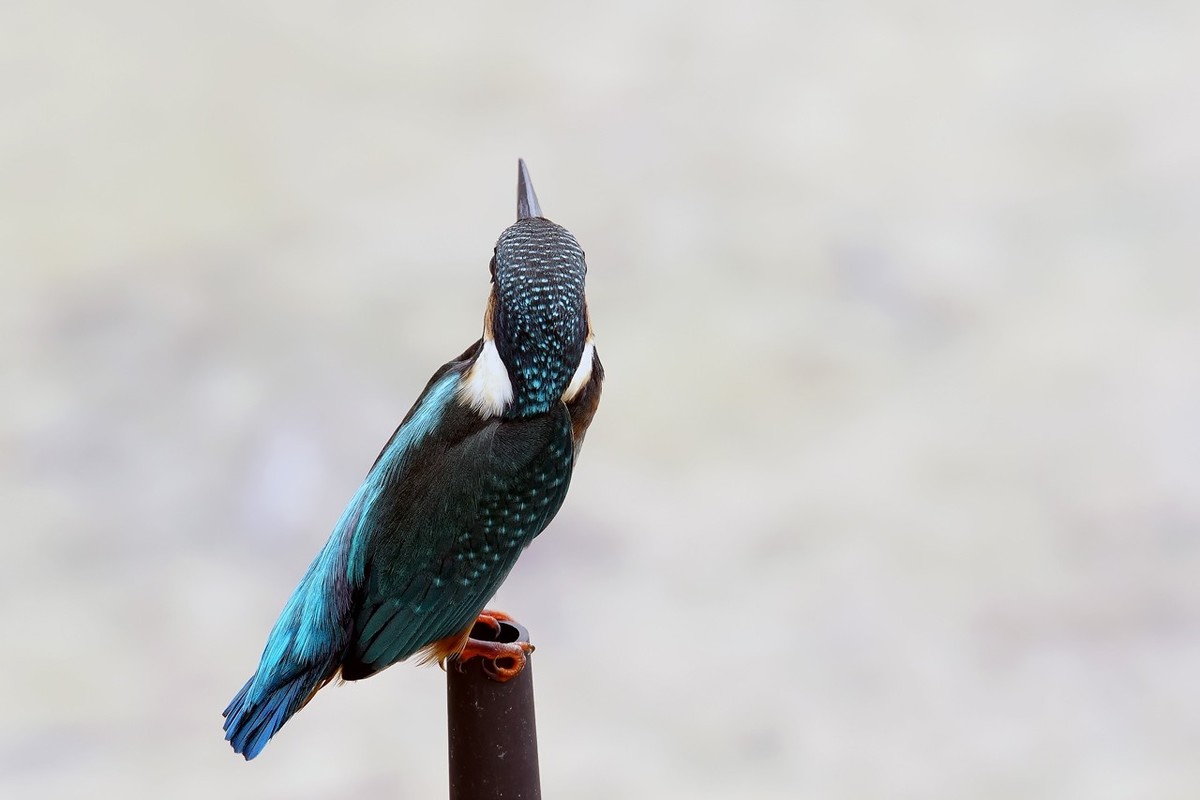 旧片_ 小翠鸟仔仔8