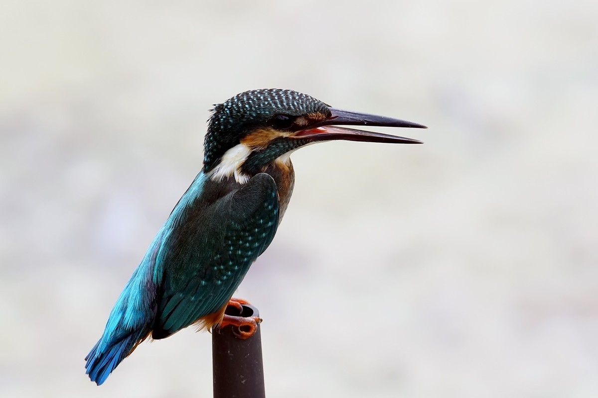 旧片_ 小翠鸟仔仔8