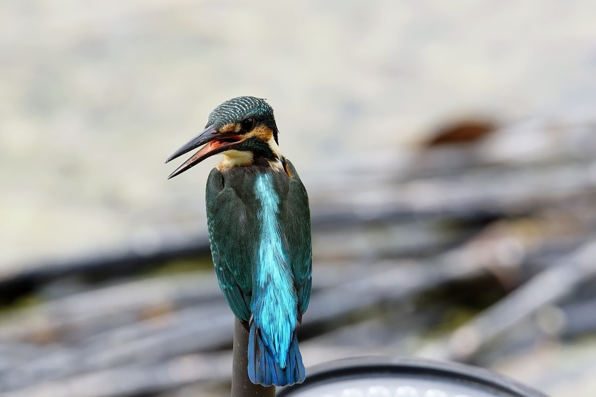 旧片_ 小翠鸟仔仔8