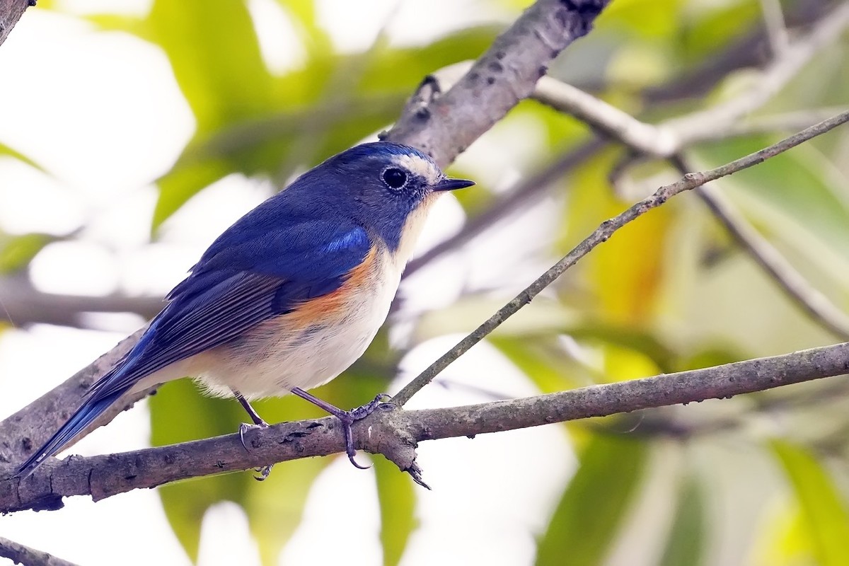 旧片_红胁蓝尾鸲