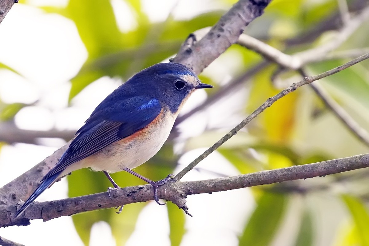 旧片_红胁蓝尾鸲