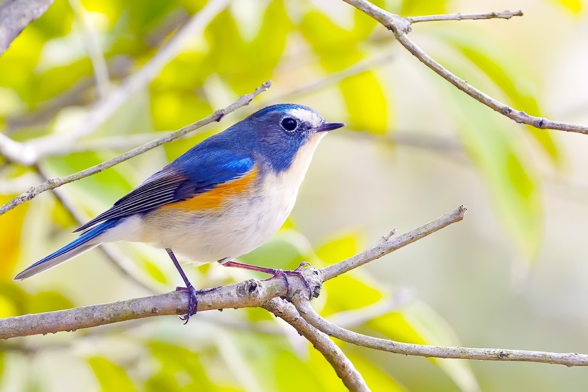 旧片_红胁蓝尾鸲