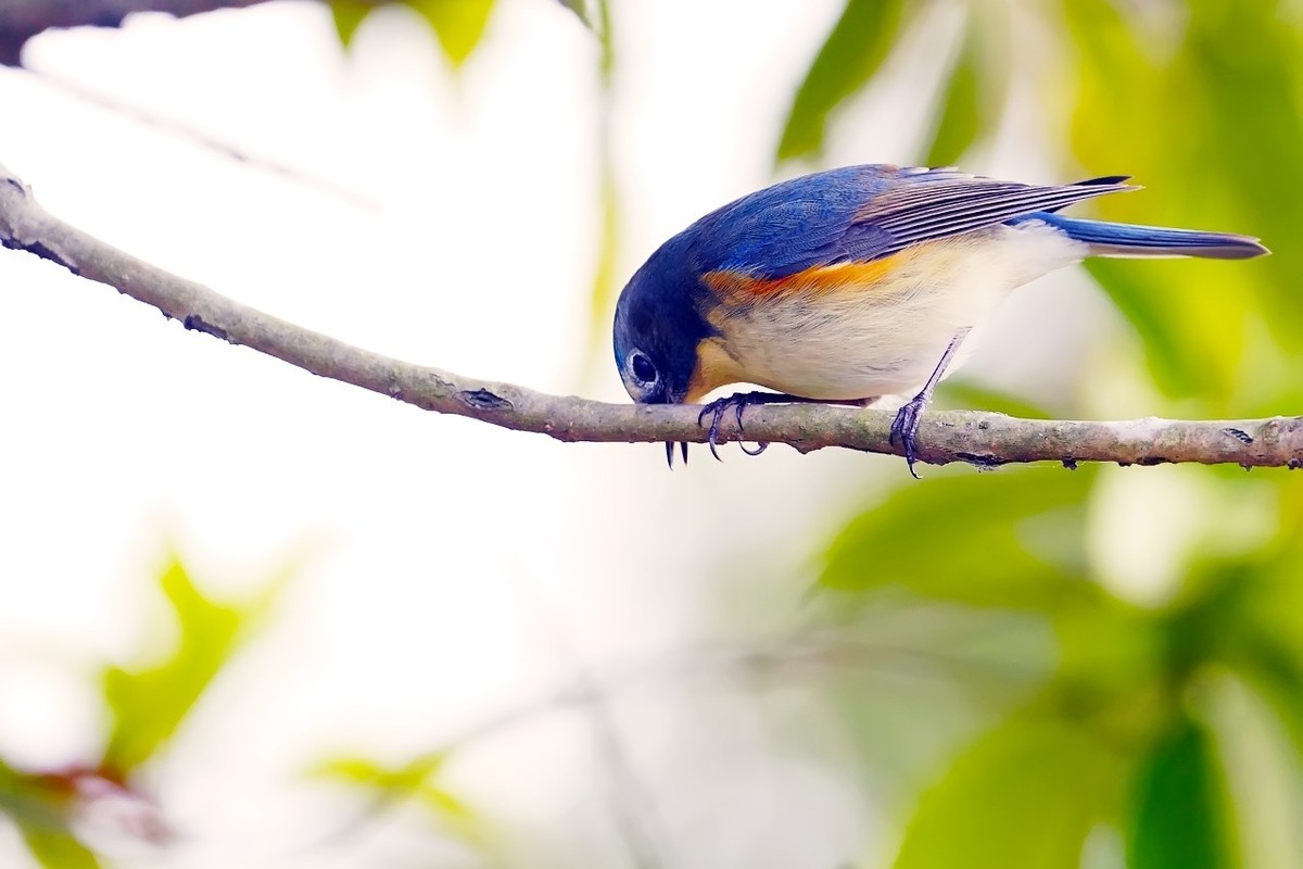 旧片_红胁蓝尾鸲