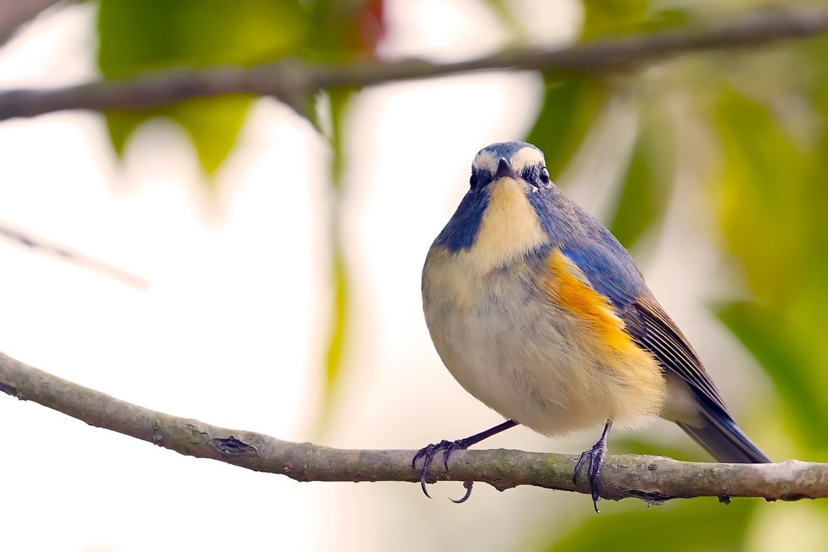 旧片_红胁蓝尾鸲