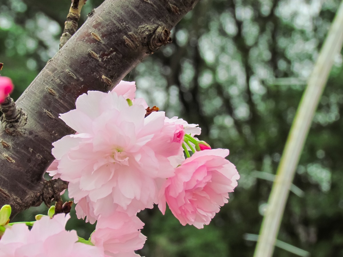 樱花