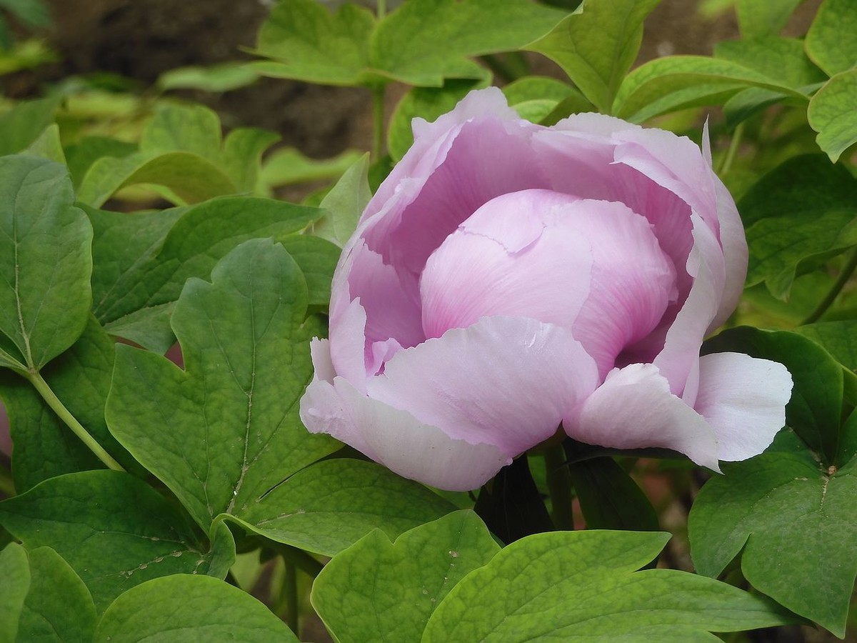 中山公园-----牡丹花（2）