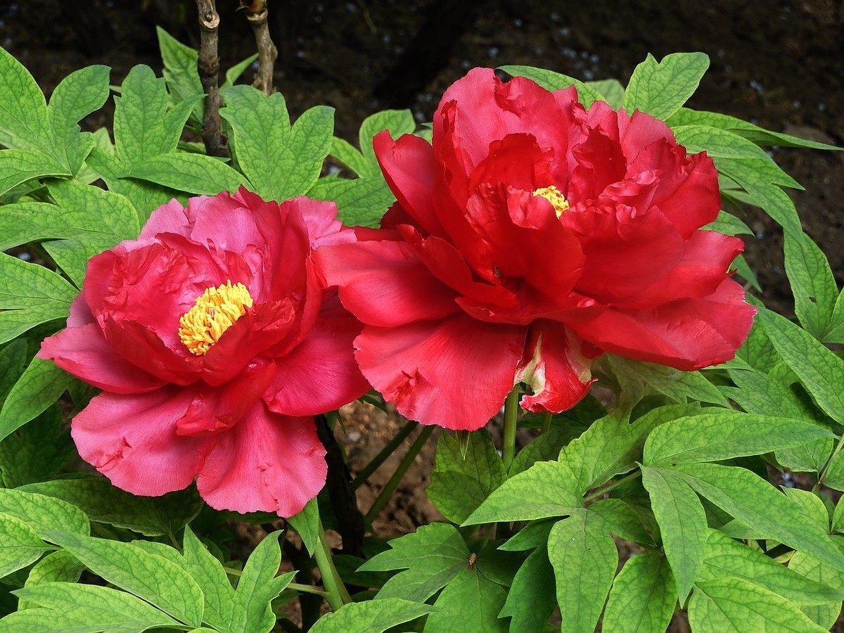 中山公园-----牡丹花（2）