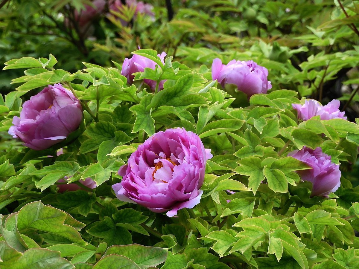 中山公园-----牡丹花（2）