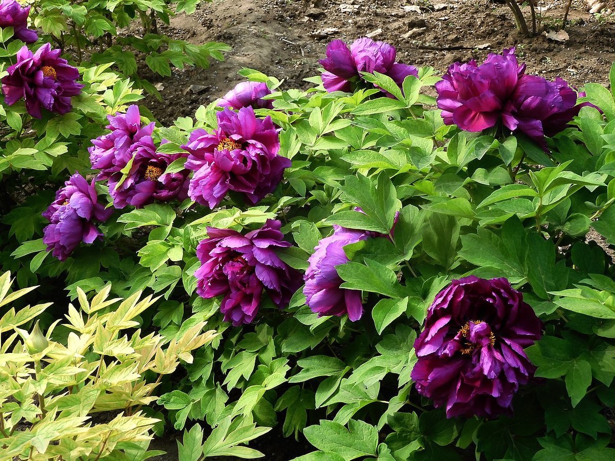 中山公园-----牡丹花（2）