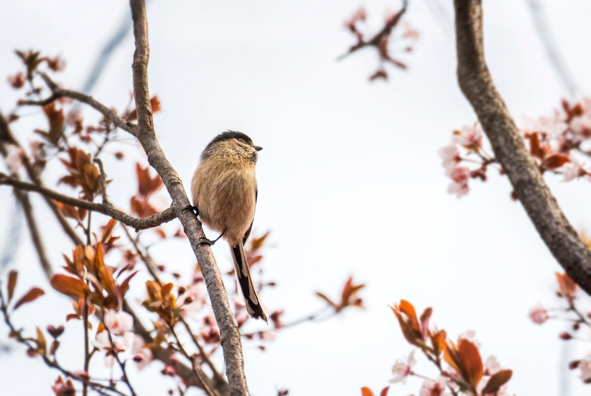 银喉长尾山雀（三）