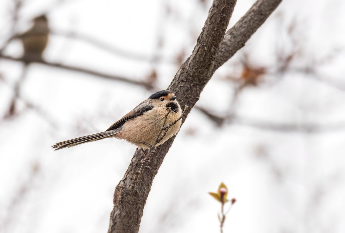 银喉长尾山雀（三）