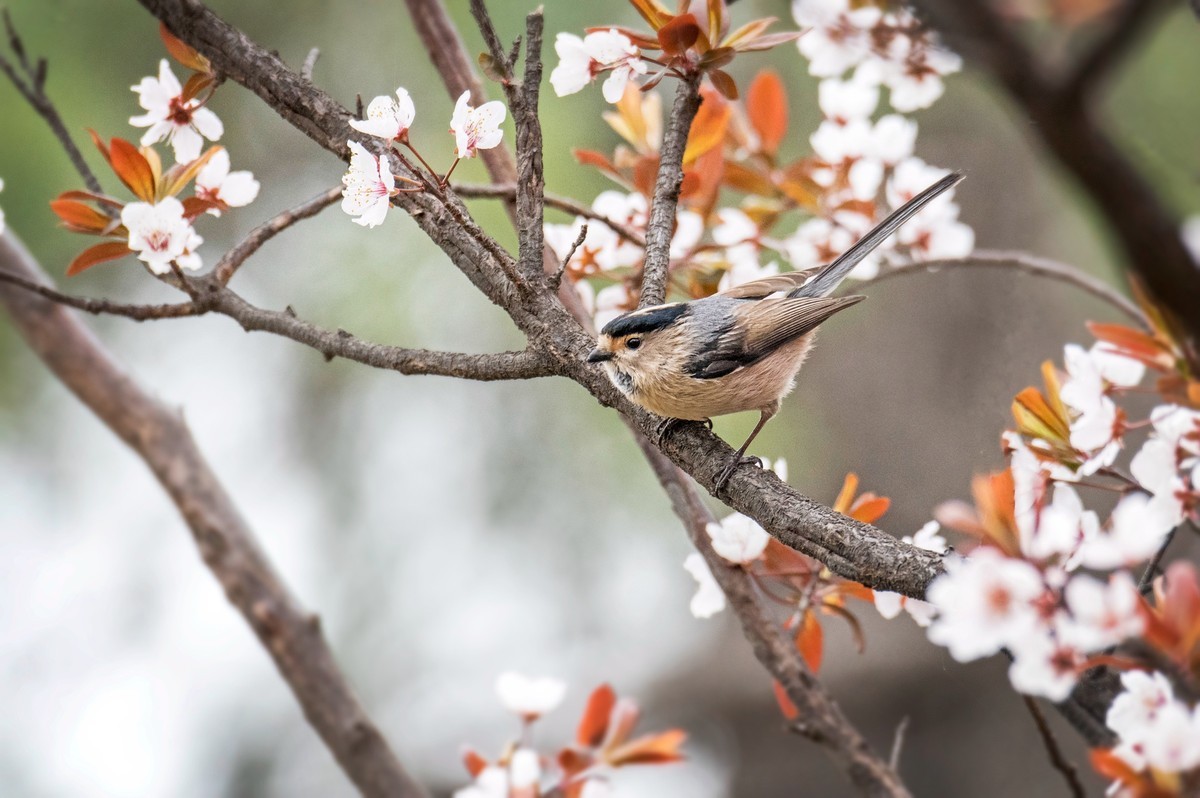 银喉长尾山雀（三）