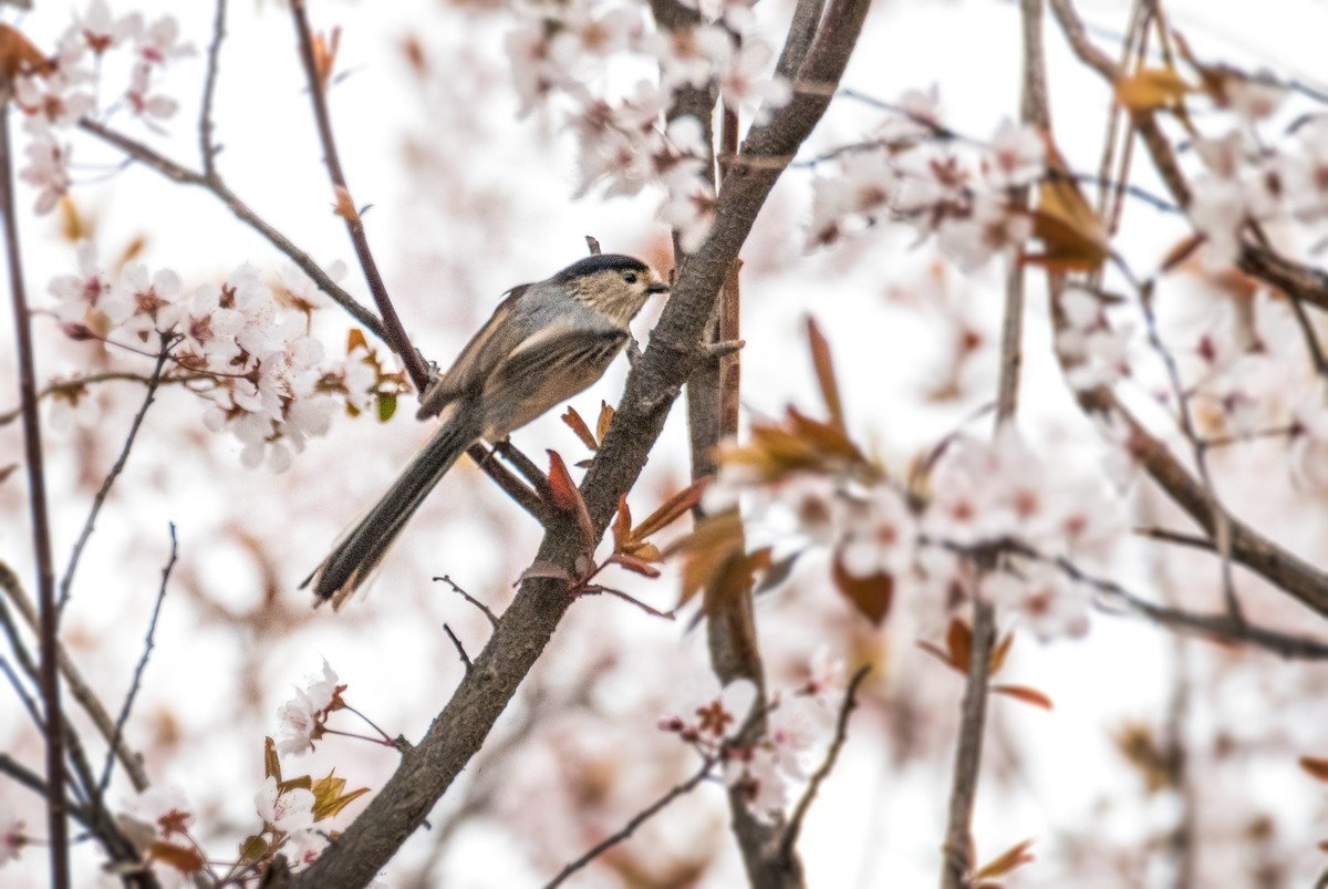 银喉长尾山雀（三）