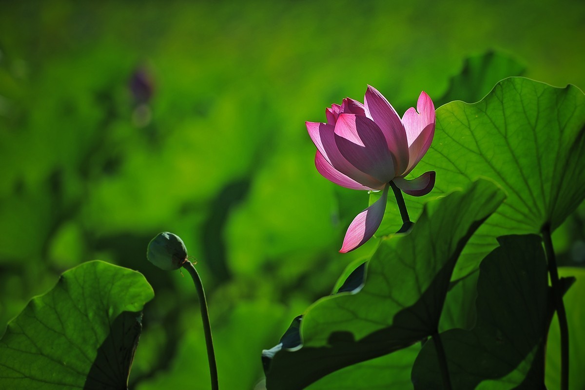 #版主坐堂#索尼大版星空(中国)2022年8月份优秀作品精选汇总