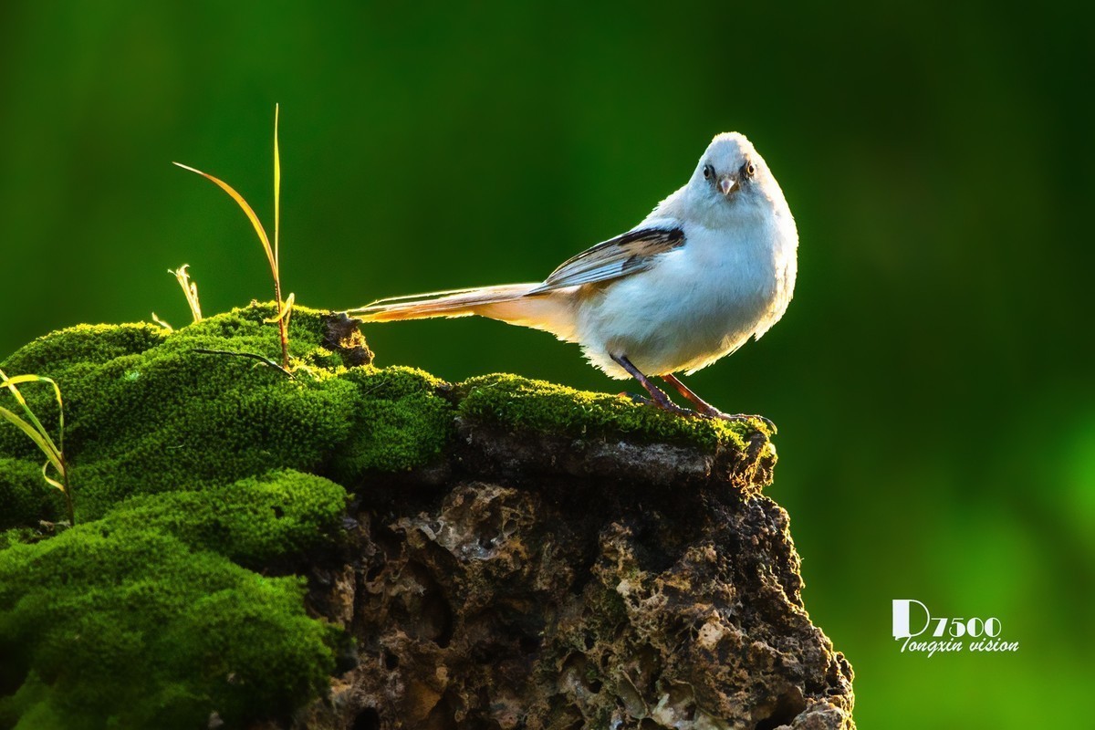 #版主坐堂#索尼大版星空(中国)2022年8月份优秀作品精选汇总