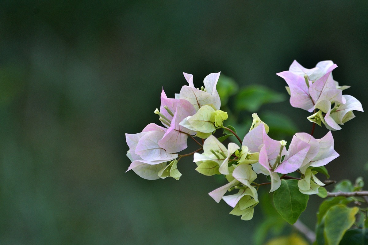 #版主坐堂#小五星空(中国)2022年8月精品荟萃